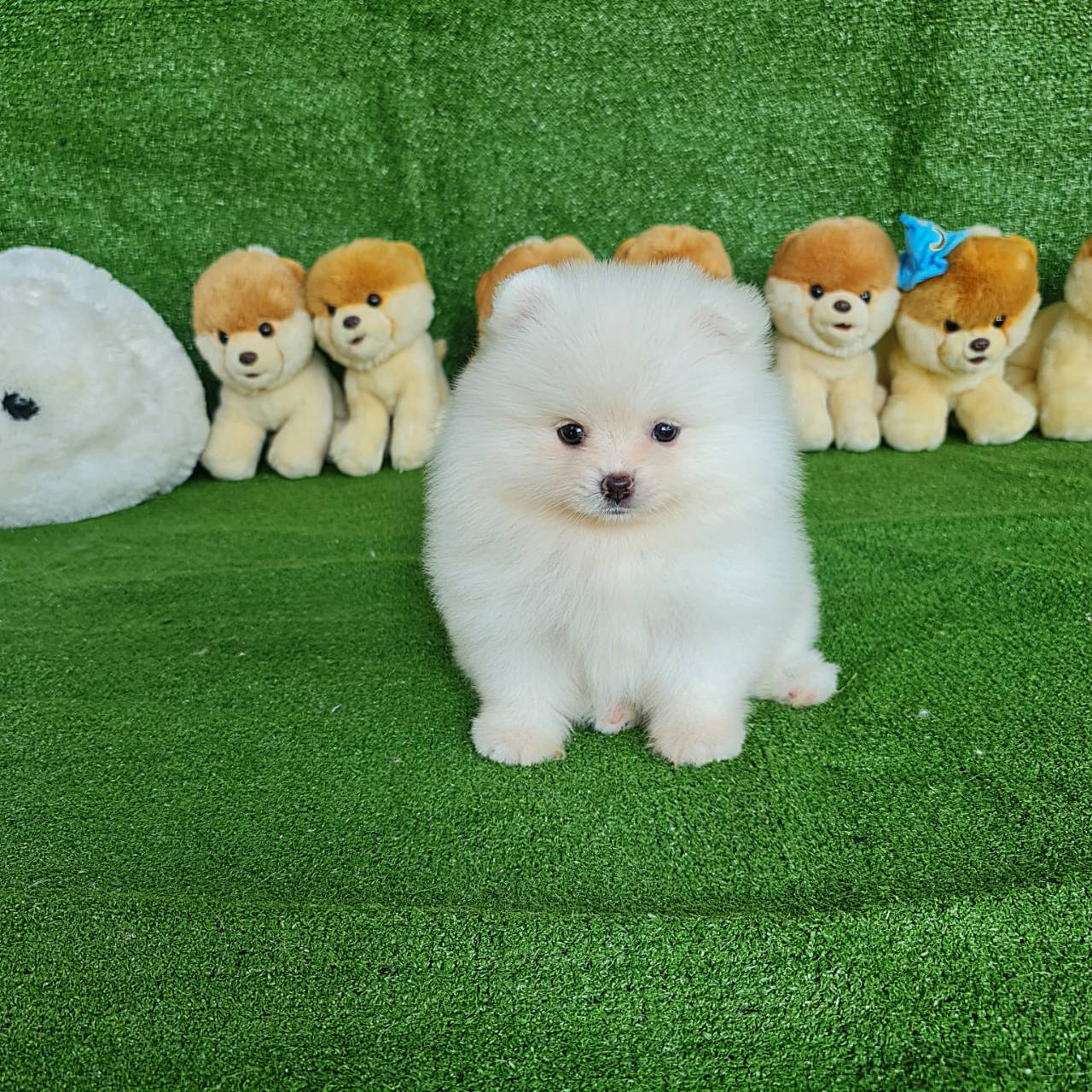 ลูกปอมเมอเรเนียนแท้ ด.ญ.สีขาว White Female