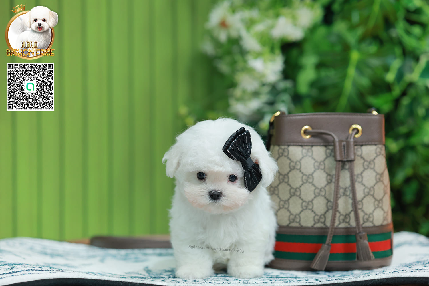 มินิบิชอง BCM-00631 เพศชาย สีขาว น่ารักมาก ขนนุ่มขนแน่น หน้าแบ๊ว เห็นแล้วใจละลายมาก ถ้าได้อุ้มแล้วจะวางไม่ลงแน่นอน มีใบรับรองจากสมาคมพัฒนาพันธุ์สุนัข (ใบเพ็ดดีกรีเต็มใบ) ส่งทั่วประเทศ