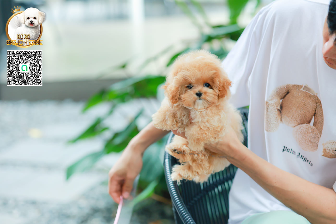 มอลติพู MTF-58026 เพศหญิง สี Champagne หน้าตาน่ารัก สดใส ตัวอ้วน ขนนุ่มดูปุ๊กปิ๊ก ทรงสวย เด็กหญิงพร้อมย้ายบ้านนะคะ มีใบรับรองจากสมาคมพัฒนาพันธุ์สุนัข (ใบเพ็ดดีกรีเต็มใบ) ส่งทั่วประเทศ