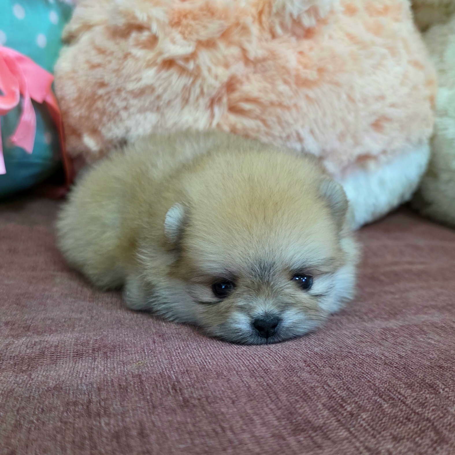 ปอมเมอเรเนี่ยนแท้ สีส้มหรือสีน้ำตาล เพศเมีย สวยๆหมีๆ Bearface orange female