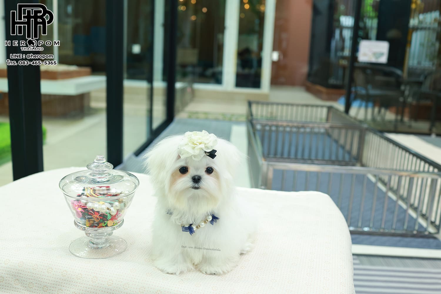 มอลทีส MTF-58066 เพศหญิง สีขาว นำเข้าจากเกาหลี ตากลมโต ตัวเล็กตัวน้อยมาก ๆ ขาสั้น หน้าตาทะเล้น น่ารักมาก ๆ ยิ้มเก่ง ขยันแจกความน่ารักสุด ๆ สายเลือดนำเข้า มีใบรับรองจากสมาคมพัฒนาพันธุ์สุนัข (ใบเพ็ดดีกรีเต็มใบ) ส่งทั่วประเทศ