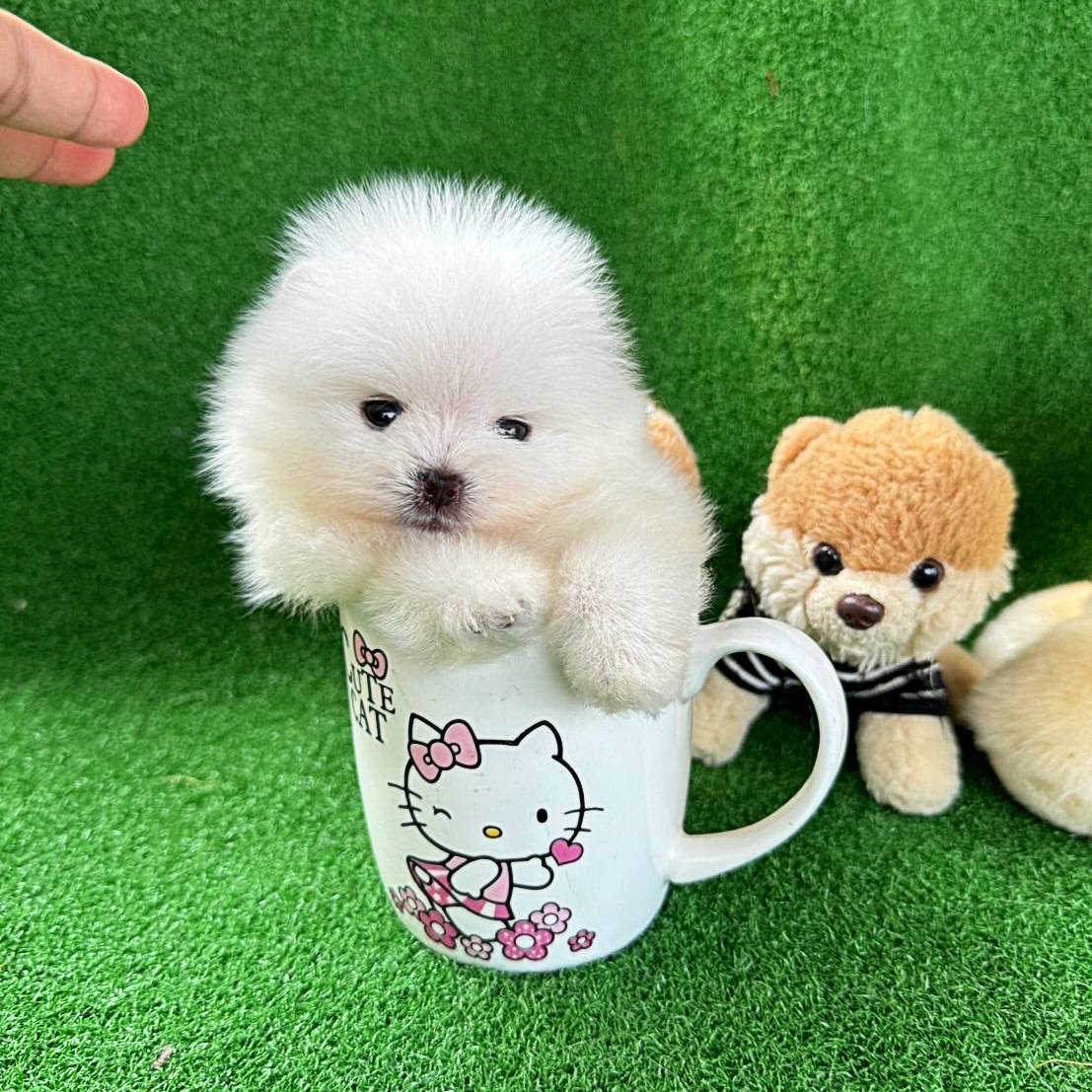 ปอมเมอเรเนี่ยนแท้ตัวจิ๋วหน้าหมีพรีเมี่ยม มินิทีคัพ mini teacup pure white male