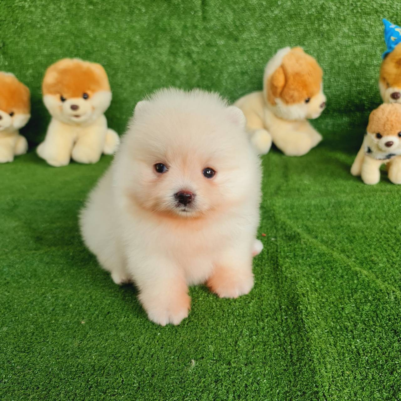 ลูกปอมเมอเรเนียนแท้ ด.ช.สีขาวครีม White Cream Male