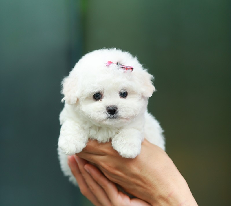 บิชอง ฟริเซ่ BCF-50931 เพศหญิง สีขาว อายุ 2 เดือน น้ำหนัก KG ส่วนสูง CM