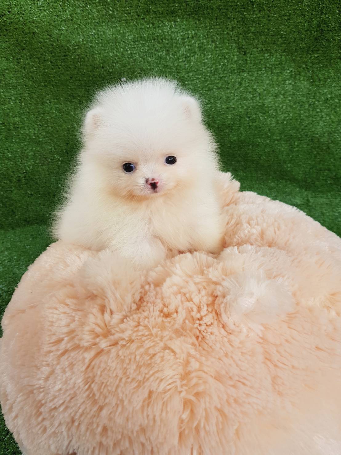 ลูกปอมเมอเรเนียนแท้ ด.ช.สีขาว