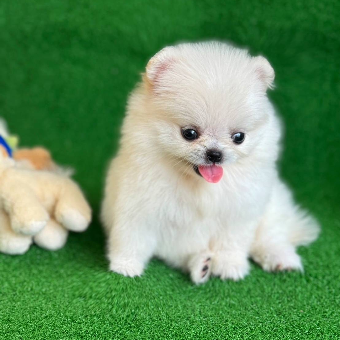ปอมเมอเรเนี่ยนแท้สีขาวเพศเมีย น่ารักมากๆ