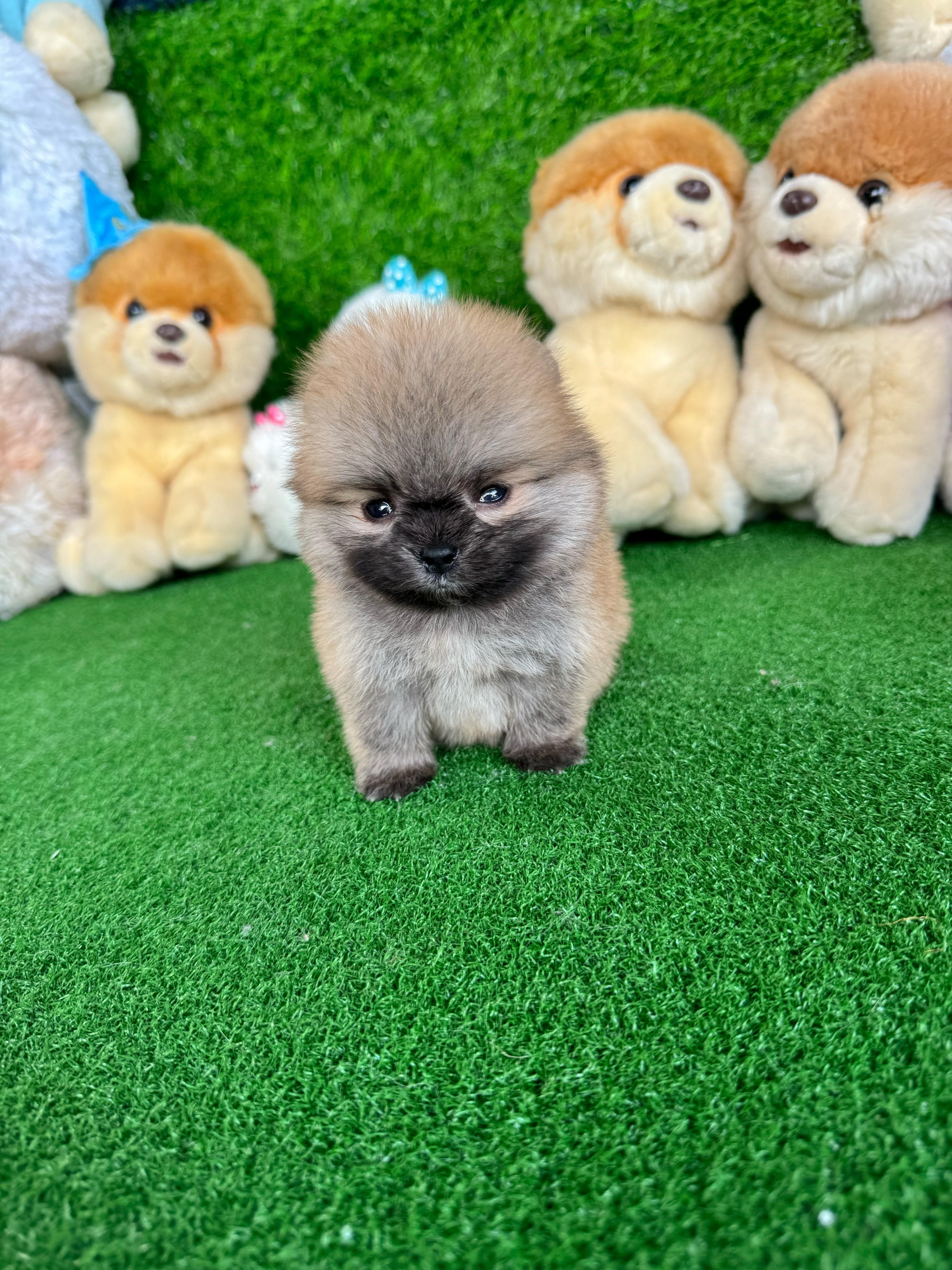 ปอมเมอเรเนี่ยนสีส้ม น้ำตาล ลูกชายปุ๊กปิ๊ก Orange male