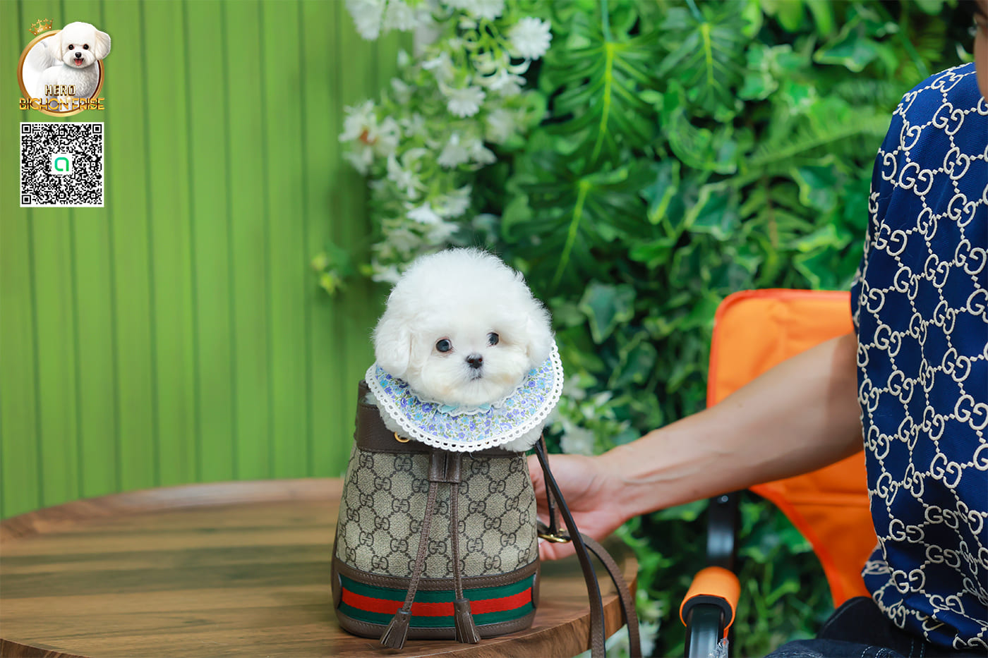 มินิบิชอง BCM-24537 เพศชาย สีขาว น่ารักมาก ขนนุ่มขนแน่น หน้าแบ๊ว เห็นแล้วใจละลายมาก ถ้าได้อุ้มแล้วจะวางไม่ลงแน่นอน มีใบรับรองจากสมาคมพัฒนาพันธุ์สุนัข (ใบเพ็ดดีกรีเต็มใบ) ส่งทั่วประเทศ