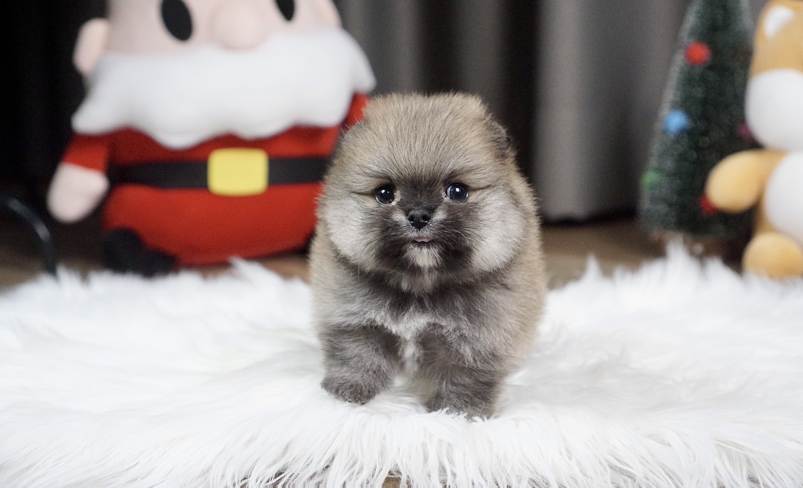 ปอมเมเรเนี่ยนแท้ สีส้มน่าร๊าก ลูกสาวแป๋วสุดๆ Orange seble female