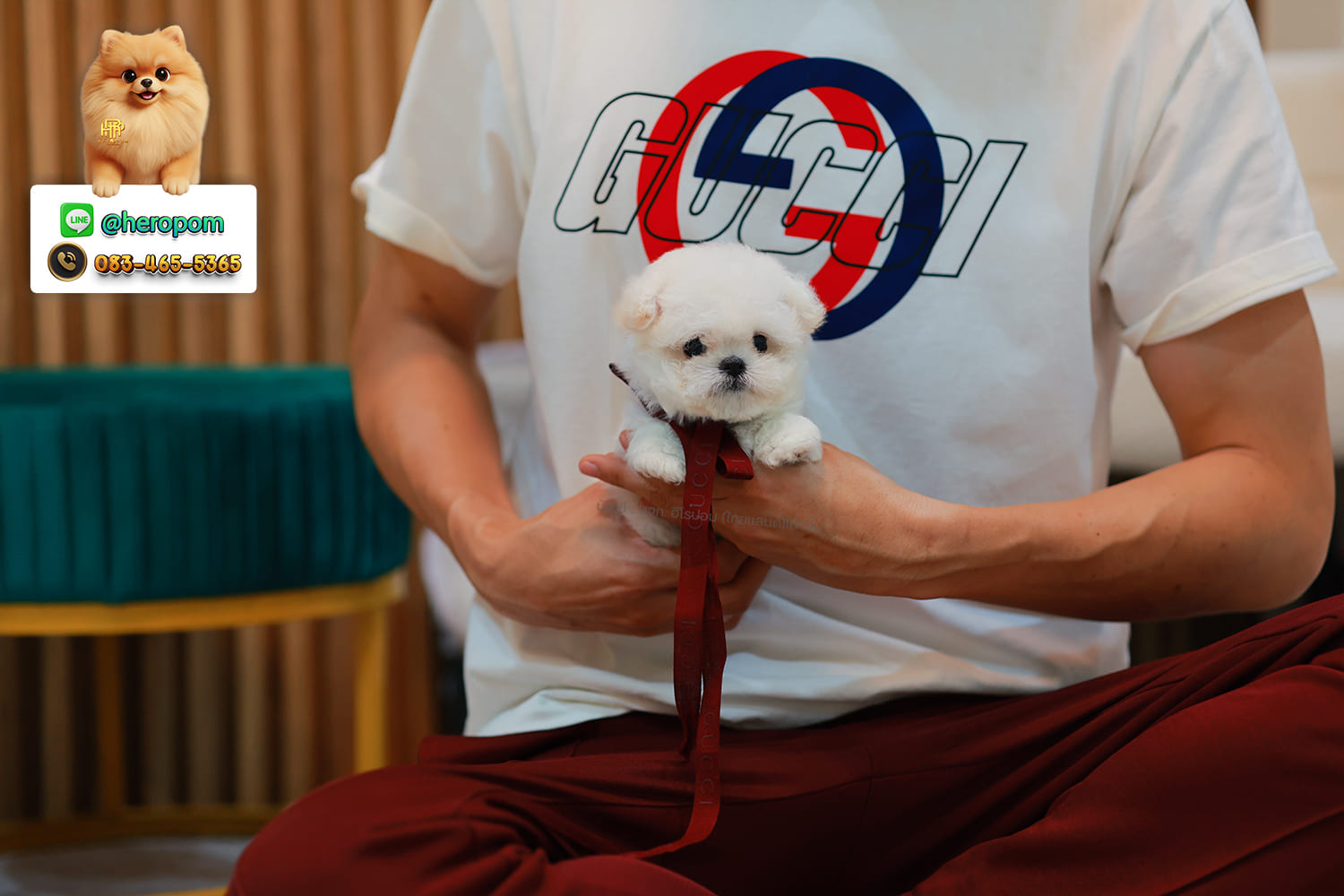 มินิบิชอง BCF-24567 เพศหญิง สีขาว หนูตัวจิ๋วมาก เหมือนตุ๊กตา แต่เป็นตุ๊กตาที่มีชีวิต หน้าแบ๊ว หน้าตาน่ารัก ขนสีขาวดูสะอาดมาก มีใบรับรองจากสมาคมพัฒนาพันธุ์สุนัข (ใบเพ็ดดีกรีเต็มใบ) ส่งทั่วประเทศ