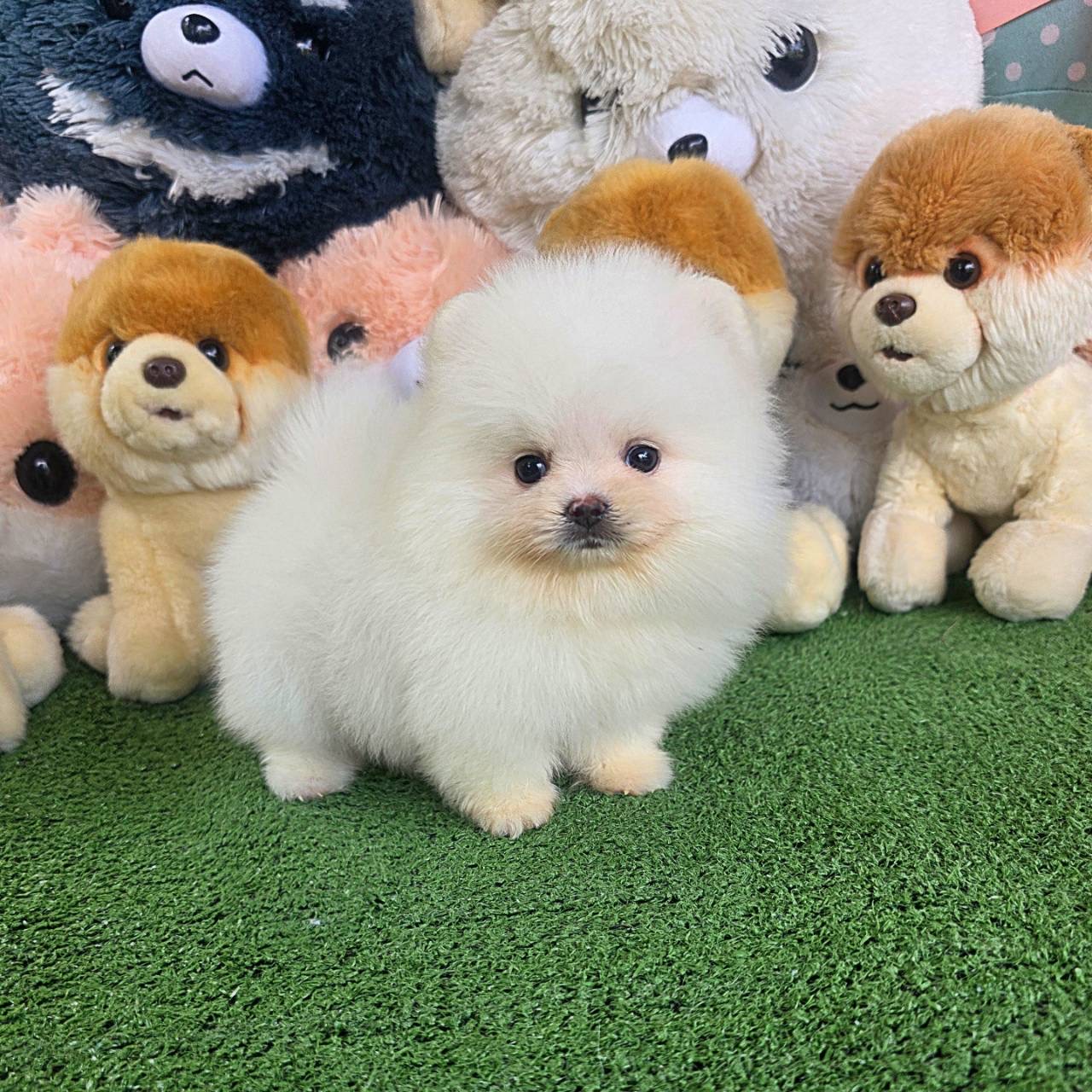 ปอมเมอเรเนี่ยนแท้สีขาว เพศผู้ ฟูๆหมีๆ Bearface white male