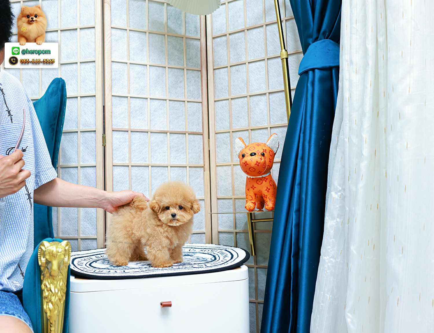 บิชองพู BCM-59694 เพศชาย สี Champagne น่ารัก หัวกลม ตัวจิ๋ว ถ่ายรูปขึ้นกล้องสุด ๆ เหมือนตุ๊กตา Teddy Bear สดใสร่าเริงมาก ๆ มีใบรับรองจากสมาคมพัฒนาพันธุ์สุนัข (ใบเพ็ดดีกรีเต็มใบ) ส่งทั่วประเทศ