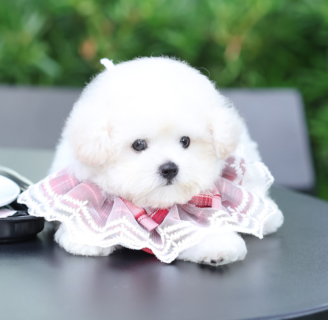 มินิบิชอง BCF-52920 เพศหญิง สีขาว อายุ เดือน น้ำหนัก KG ส่วนสูง CM