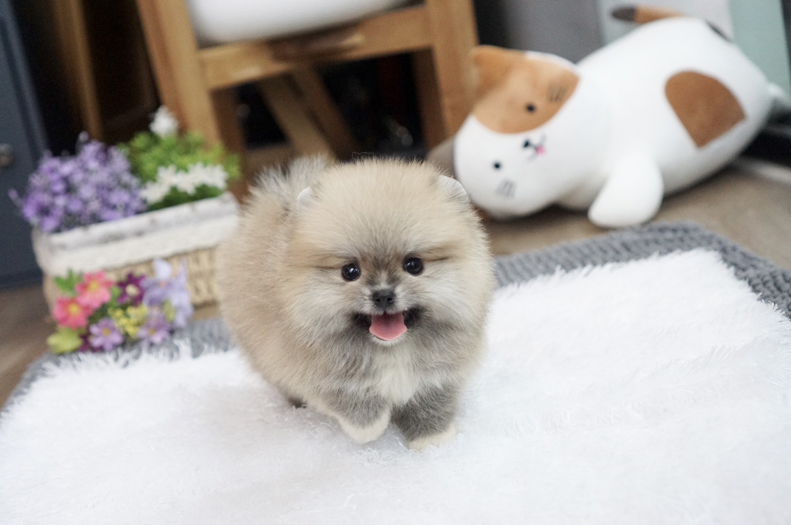 ปอมเมอเรเนี่ยนน่ารักๆ เพศเมีย Female pomeranian