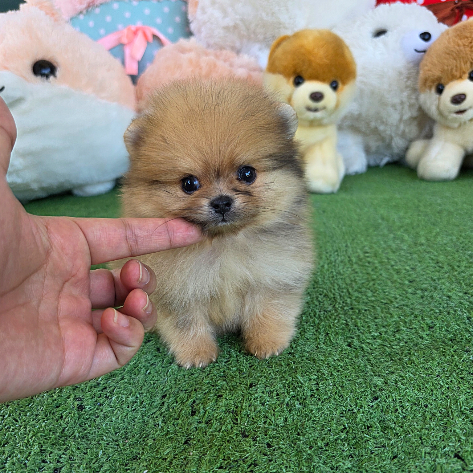 ปอมเมอเรเนี่ยนแท้ สีเรดเมิร์ลเพศผู้ สีหายาก Redmerle male