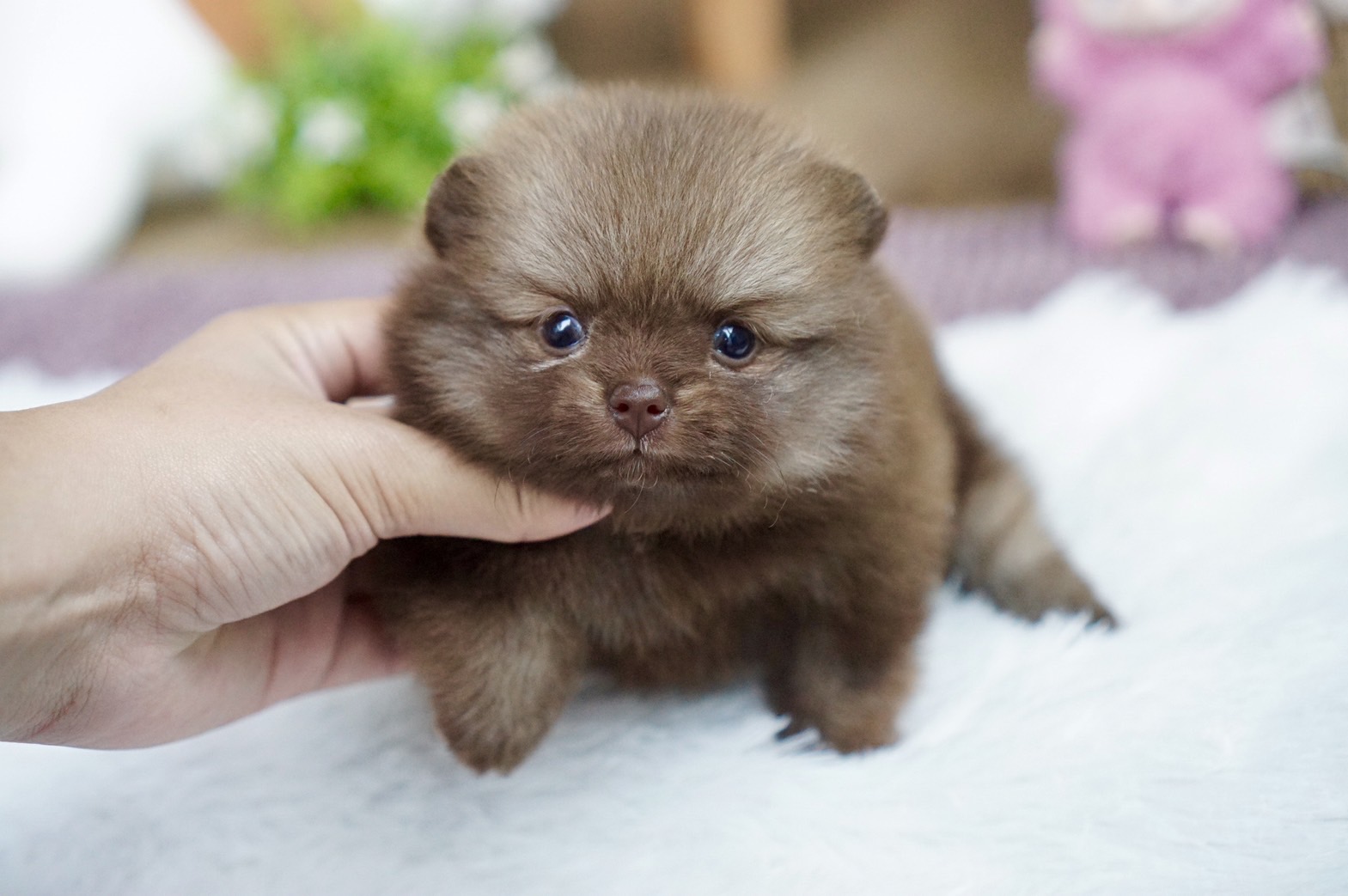 ปอมเมอเรเนี่ยนสีช็อคโกแล็ต เพศเมีย น่ารักปุ๊กปิ๊ก Chocolate female