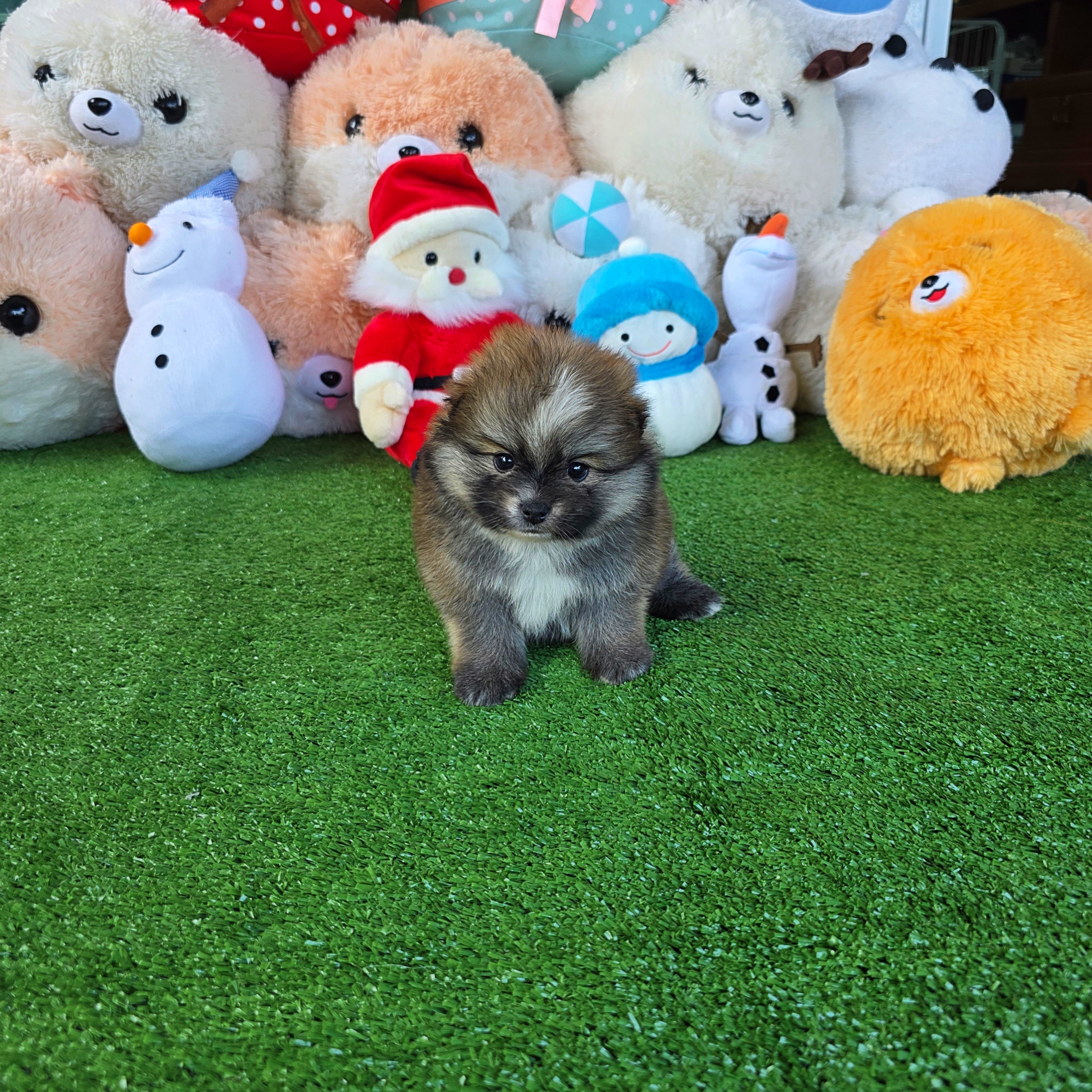 ปอมเมอเรเนี่ยนแท้ เพศเมียน่ารักสีหายากสีเทาวูฟ Wolf seble female