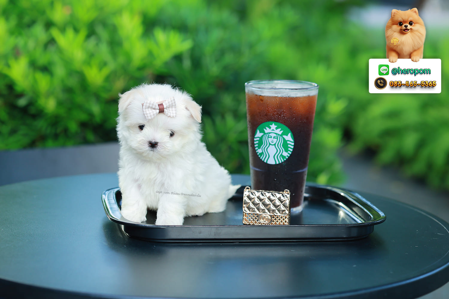 มอลทีส MTM-10573 เพศชาย สีขาว ตัวเล็กตัวน้อยมาก ๆ ขาสั้น ขนแน่นฟู หน้าตาทะเล้น น่ารักมาก ๆ ยิ้มเก่ง ขยันแจกความน่ารักสุด ๆ สายเลือดนำเข้า มีใบรับรองจากสมาคมพัฒนาพันธุ์สุนัข (ใบเพ็ดดีกรีเต็มใบ) ส่งทั่วประเทศ