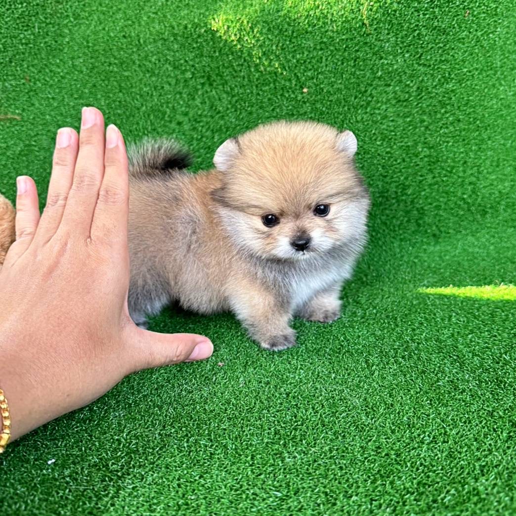 ปอมเมอเรเนี่ยนแท้ลูกสาวทีคัพน่ารัก สวยๆค่ะ Teacup orange female