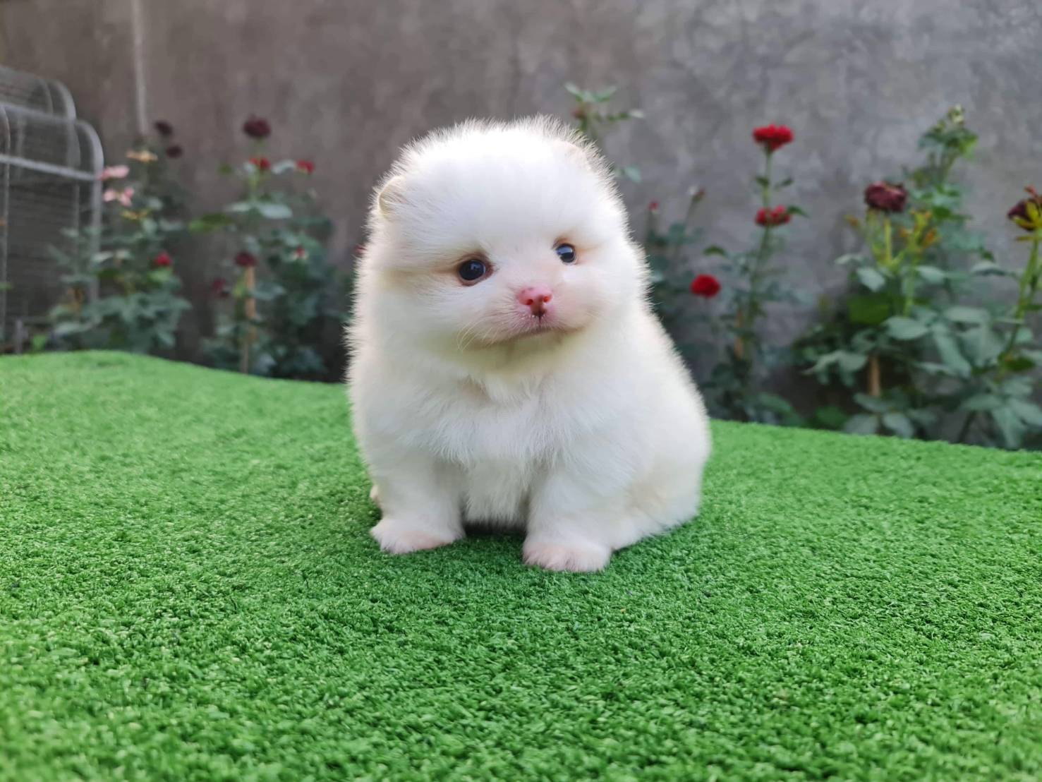 ุลูกปอมเมอเรเนียนแท้ ด.ช.สีขาวจมูกชมพู