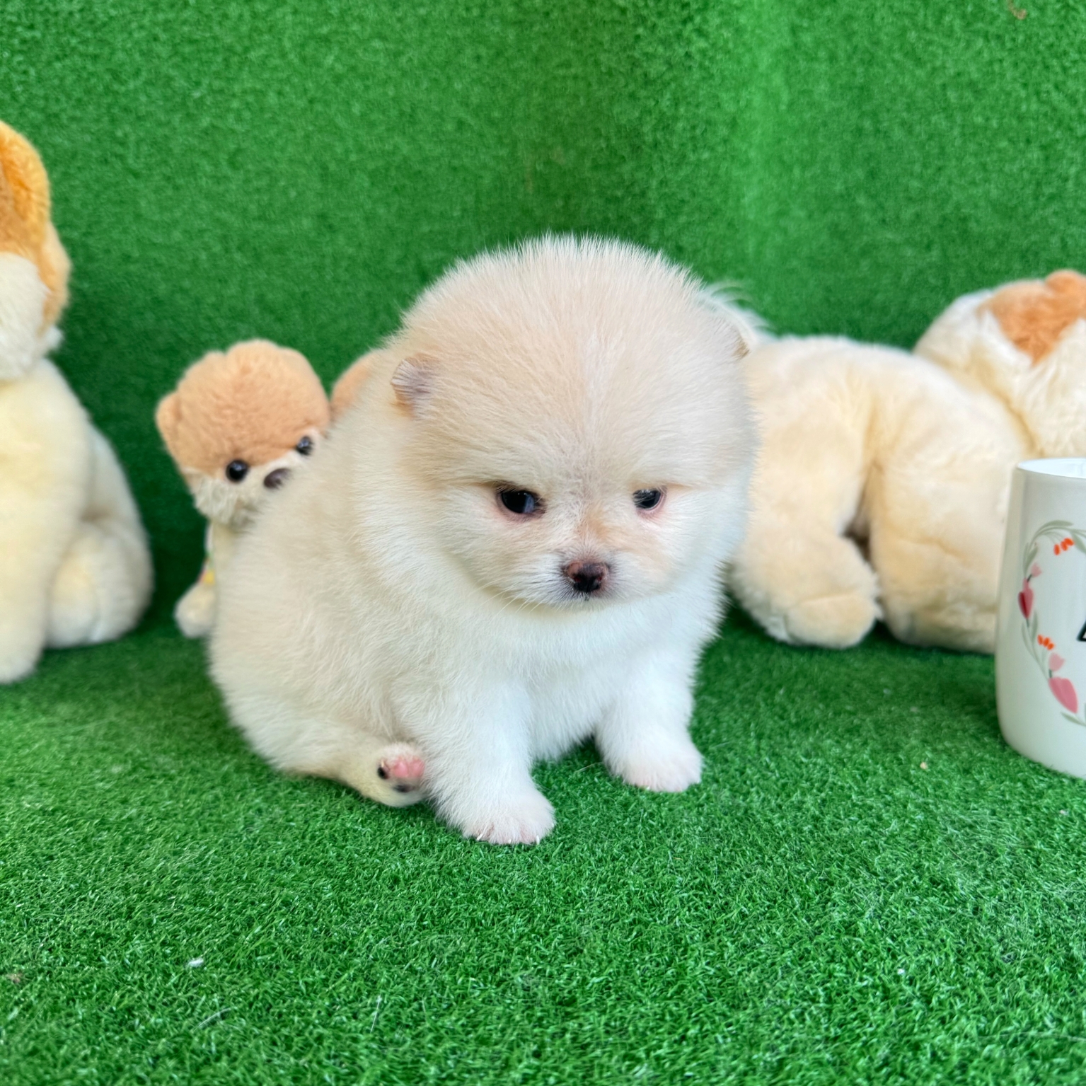 ปอมเมอเรเนี่ยนแท้เพศเมีย สีขาวครีมน่ารักๆ Cream seble female