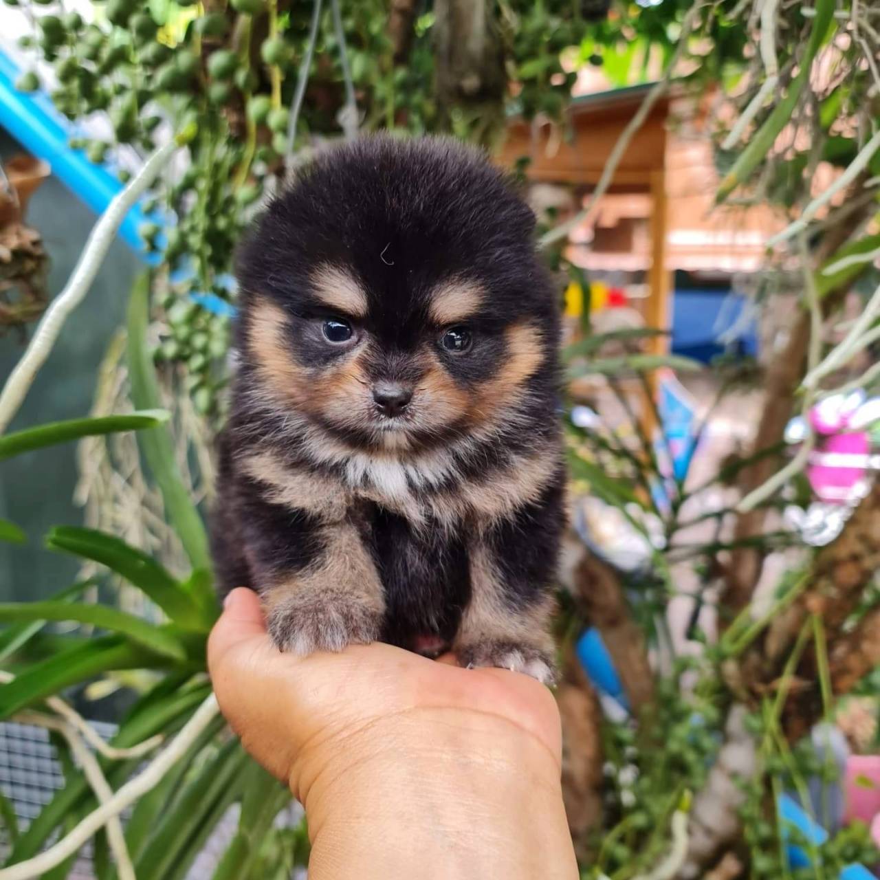 ลูกปอมเมอเรเนียนแท้ ด.ญ.สีแบ็ลคแทน Black Tan Female