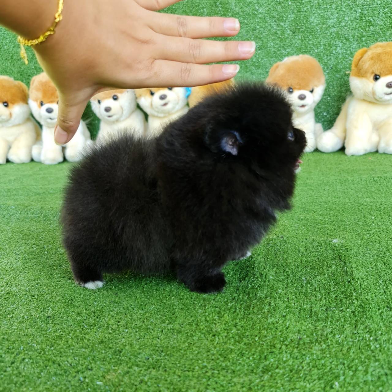 ลูกปอมเมอเรเนียนแท้ ด.ญ.สีดำ Black Female