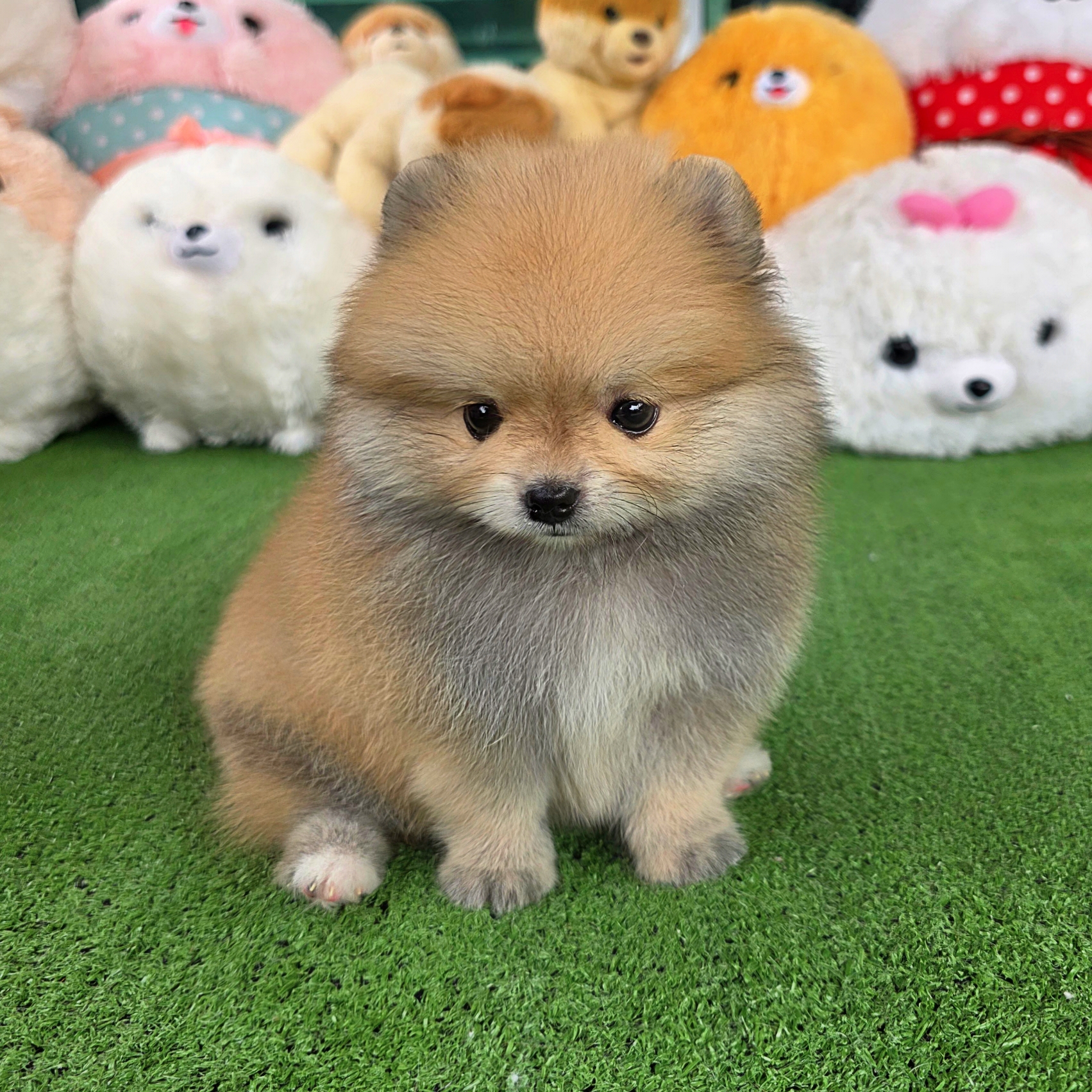 ปอมเมอเรเนี่ยนแท้เพศผู้สวยๆ ไซส์เล็กๆ Orange male