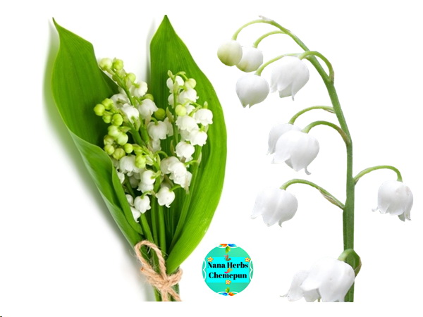 น้ำหอมกลิ่นลิลลี่ ออฟ เดอะ วัลเลย์ Lily Of The Valley Fragrance
