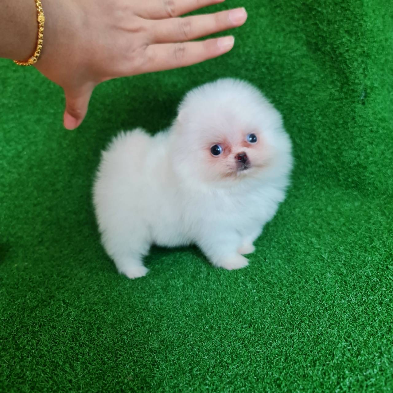 ปอมเมอเรเนี่ยนแท้ทีคัพจิ๋วสีขาวลูกสาว Teacup white female