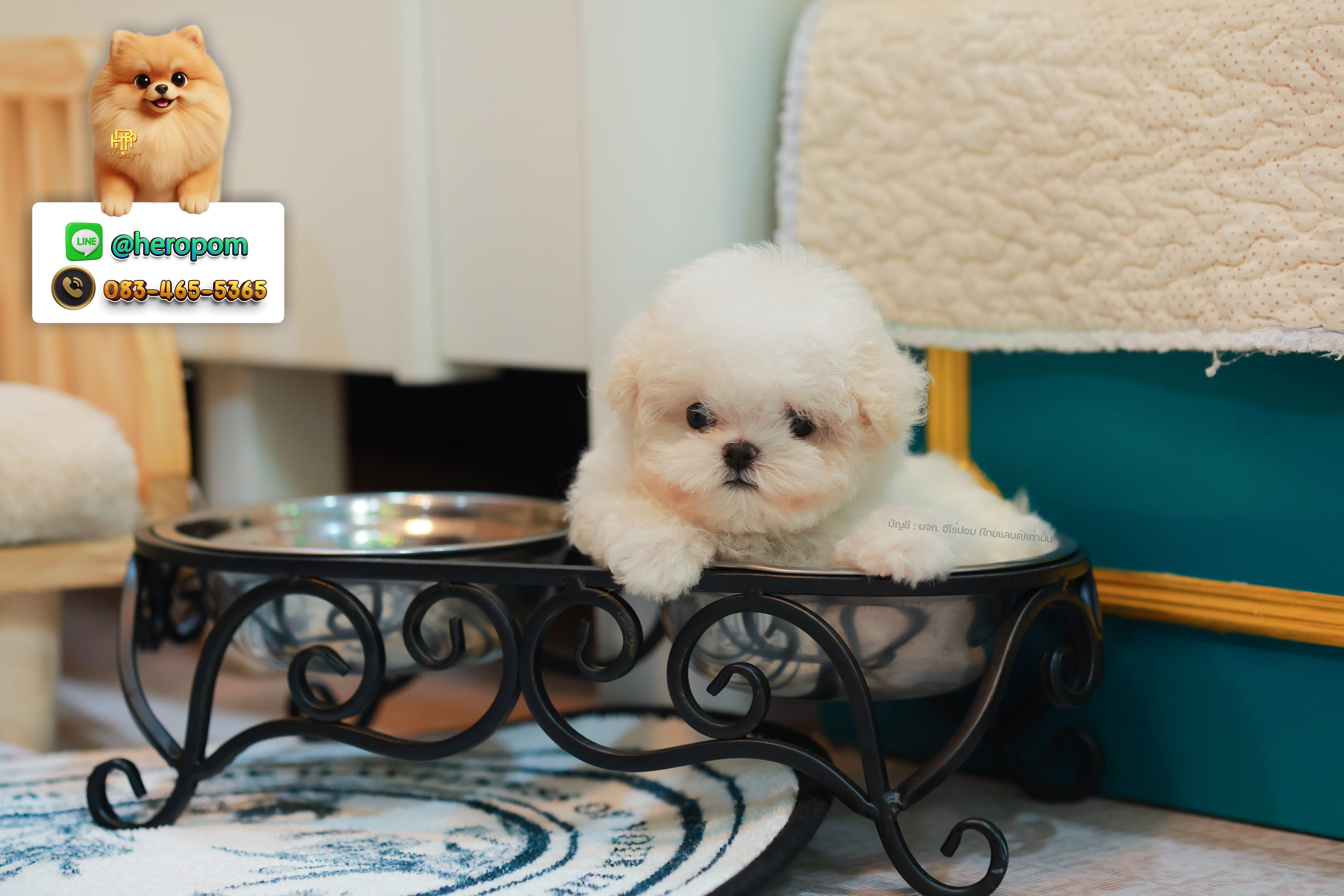 มินิบิชอง BCF-24573 เพศหญิง สีขาว ลูกหนุสุดน่ารัก หนูตัวจิ๋วมาก หน้าแบ๊ว หน้าตาน่ารัก ใครเห็นก็ต้องหลงรัก ลูกสาวตัวน้อย มีใบรับรองจากสมาคมพัฒนาพันธุ์สุนัข (ใบเพ็ดดีกรีเต็มใบ) ส่งทั่วประเทศ