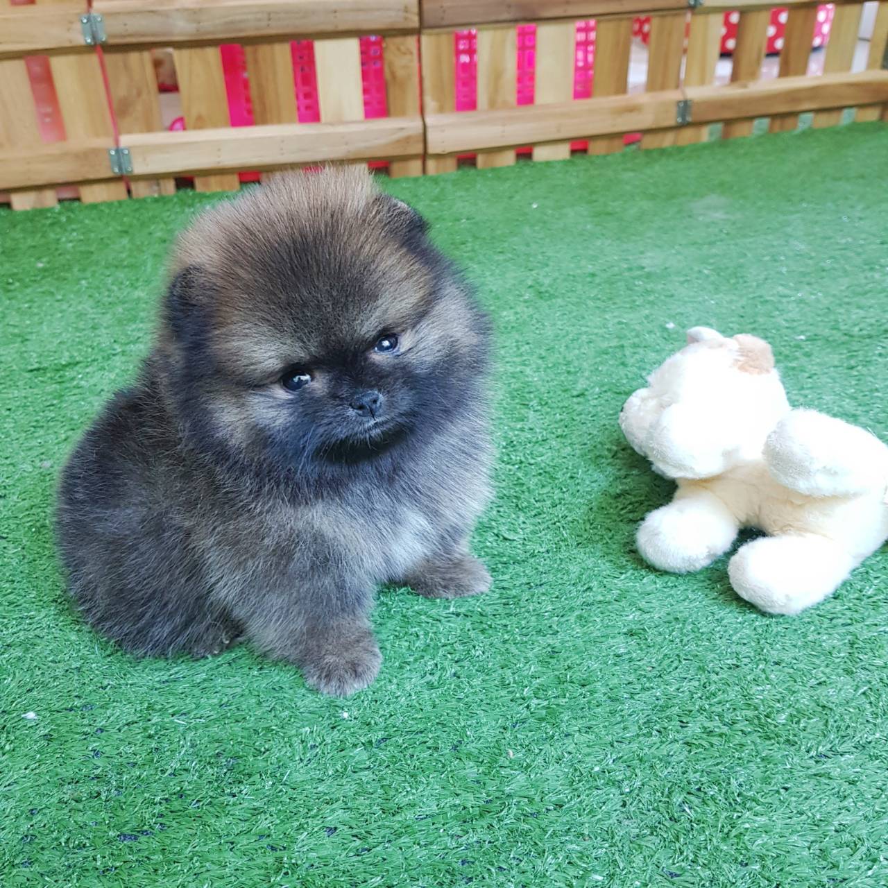 ลูกปอมเมอเรเนียนแท้ ด.ช สีส้มเทา