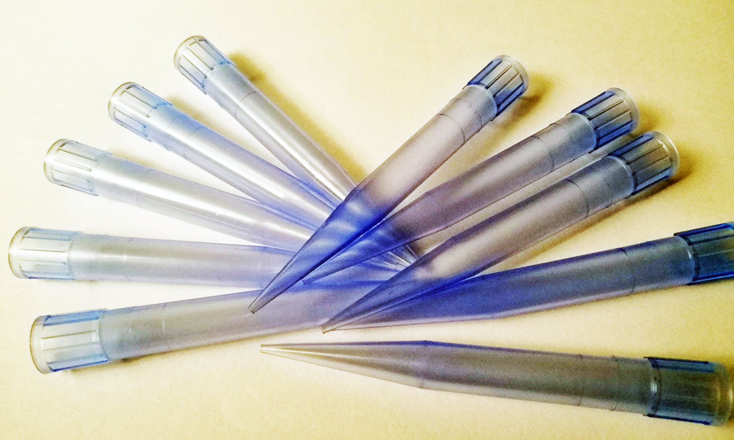 ปิเปตทิปสีฟ้าสำหรับขนาด 1000 ไมโครลิตร