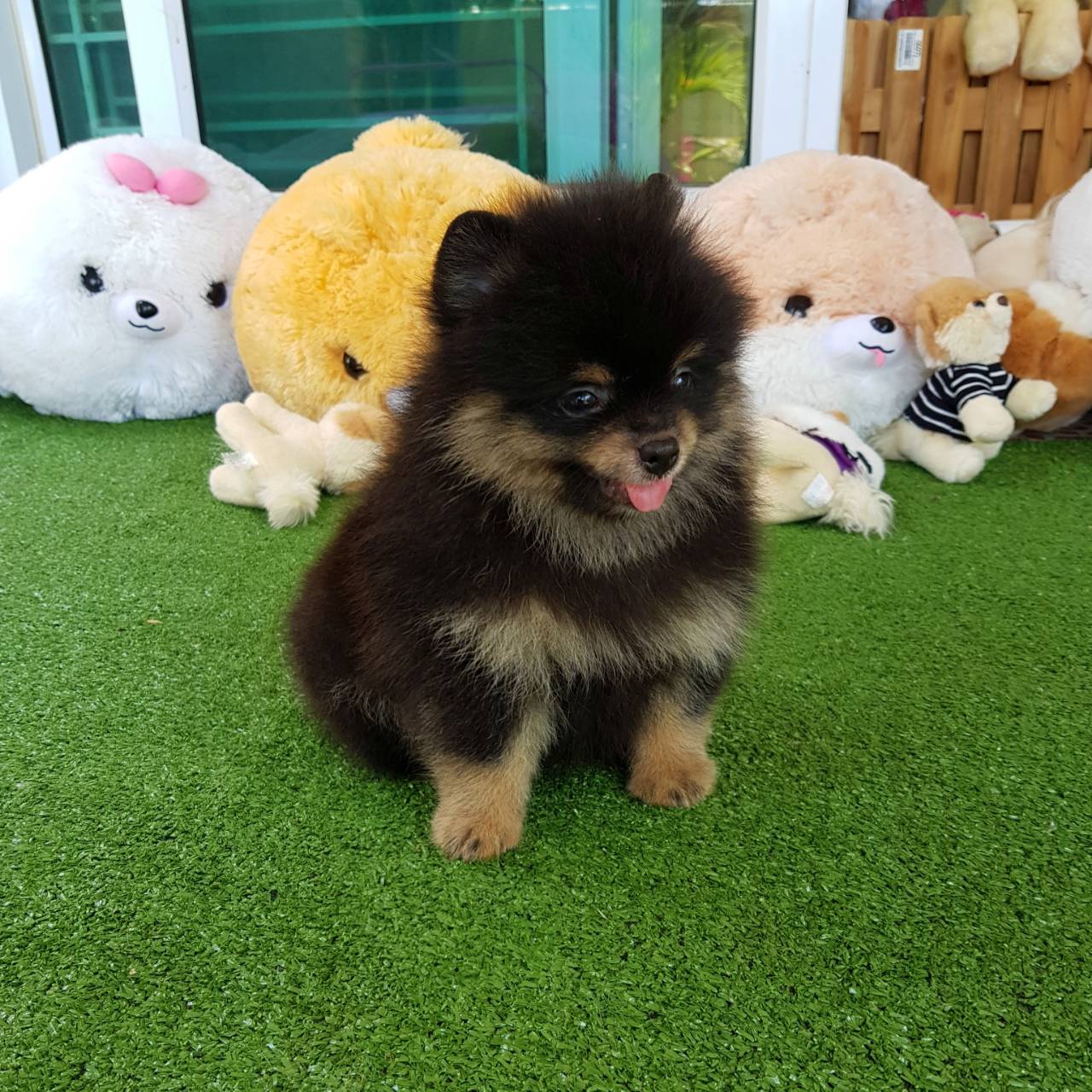 ลูกปอมเมอเรเนียนแท้ ด.ช.สีแบล็คแทน