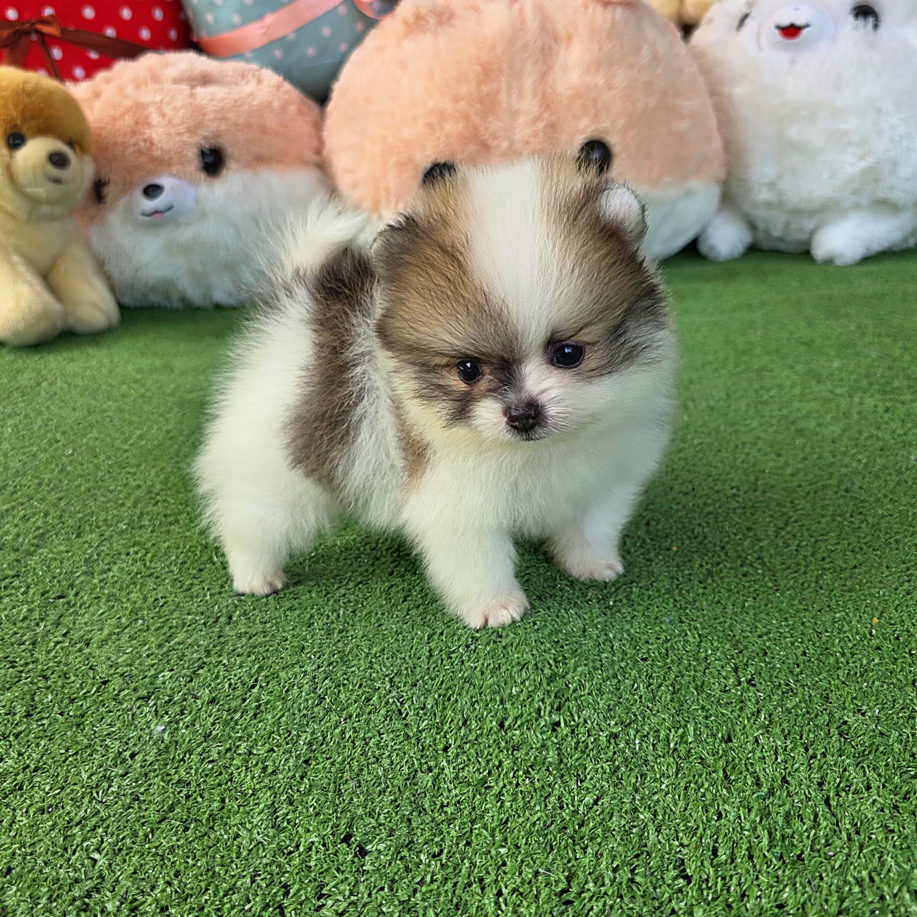 ปอมเมอเรเนี่ยนแท้ เพศผู้สีปาร์ตี้ สวยมาก Parti colors male