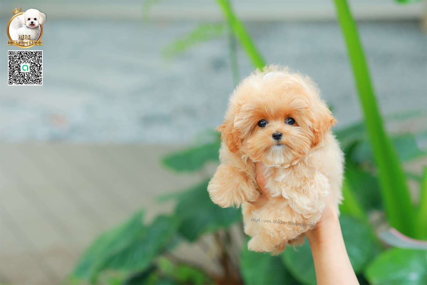 มอลติพู MTF-58026 เพศหญิง สี Champagne หน้าตาน่ารัก สดใส ตัวอ้วน ขนนุ่มดูปุ๊กปิ๊ก ทรงสวย เด็กหญิงพร้อมย้ายบ้านนะคะ มีใบรับรองจากสมาคมพัฒนาพันธุ์สุนัข (ใบเพ็ดดีกรีเต็มใบ) ส่งทั่วประเทศ