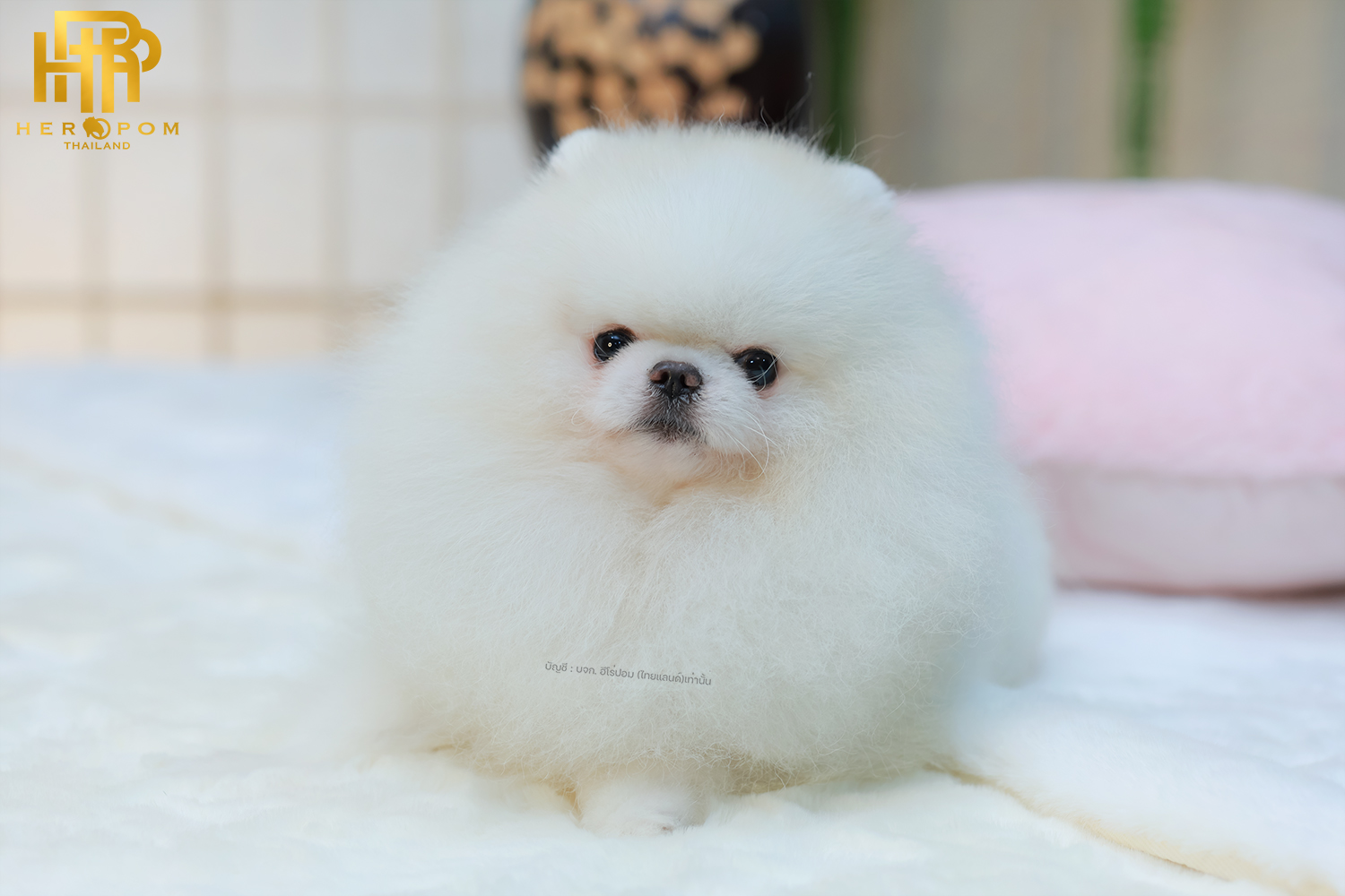 คุณพ่อเอเดน | วันเกิด – | สี ขาว | น้ำหนัก 1.78 kg. | สูง 21 cm.