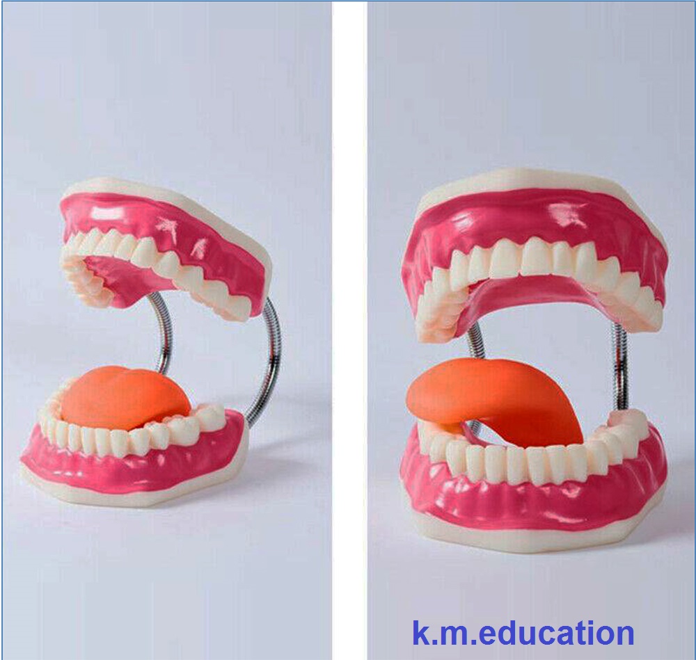 หุ่นจำลองฟันพร้อมแปรงสีฟัน