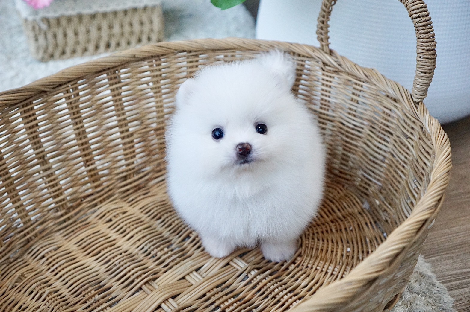 ปอมเมอเรเนี่ยนสีขาว หน้าหมีน่ารัก