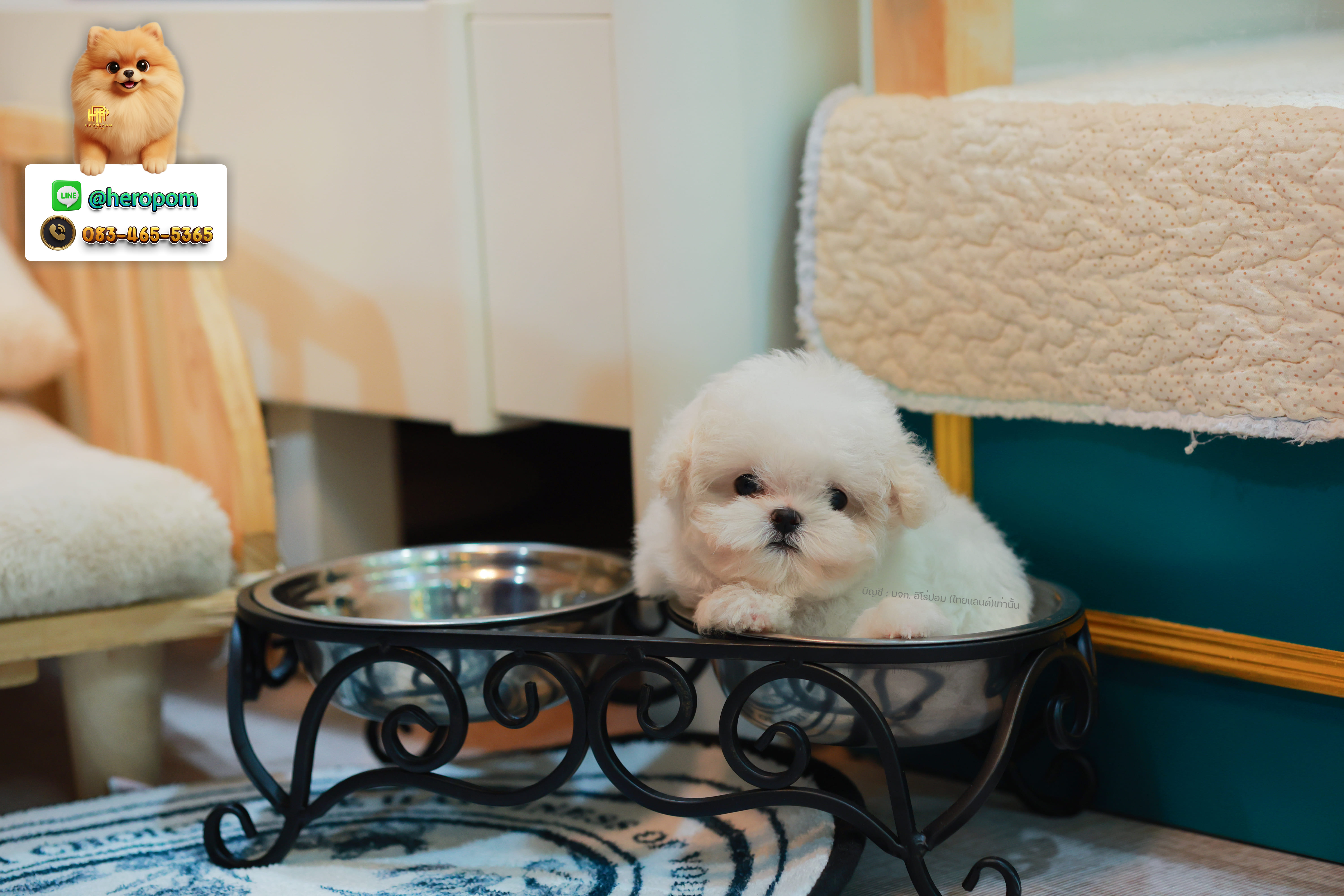 มินิบิชอง BCF-24573 เพศหญิง สีขาว ลูกหนุสุดน่ารัก หนูตัวจิ๋วมาก หน้าแบ๊ว หน้าตาน่ารัก ใครเห็นก็ต้องหลงรัก ลูกสาวตัวน้อย มีใบรับรองจากสมาคมพัฒนาพันธุ์สุนัข (ใบเพ็ดดีกรีเต็มใบ) ส่งทั่วประเทศ