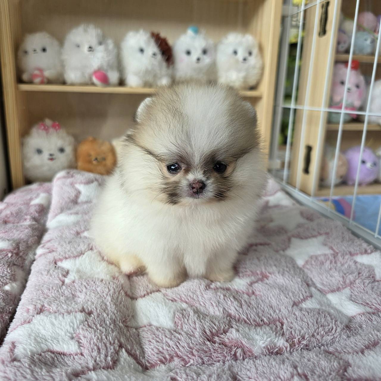 ปอมเมอเรเนี่ยนแท้ ไซส์ทีพ ลูกสาวสวยๆ Parti colors female