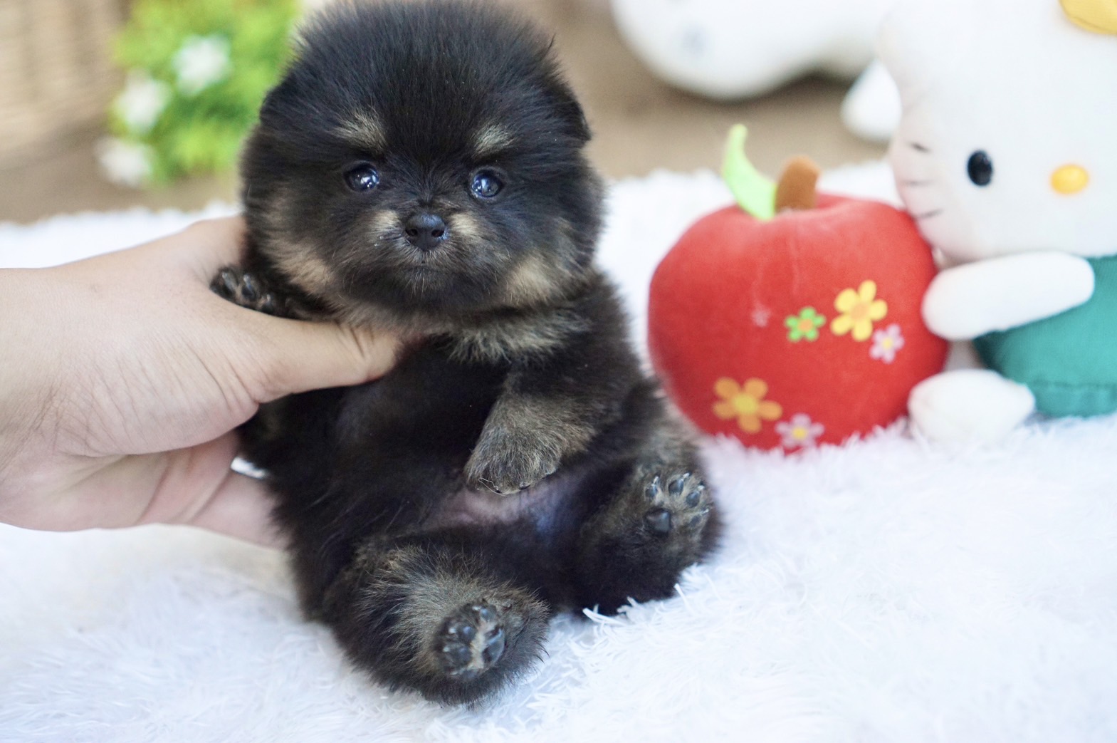 ปอมเมอเรเนี่ยนแบล็คแทนทีคัพจิ๋วๆหมีๆ Male teacup Blacktan colors