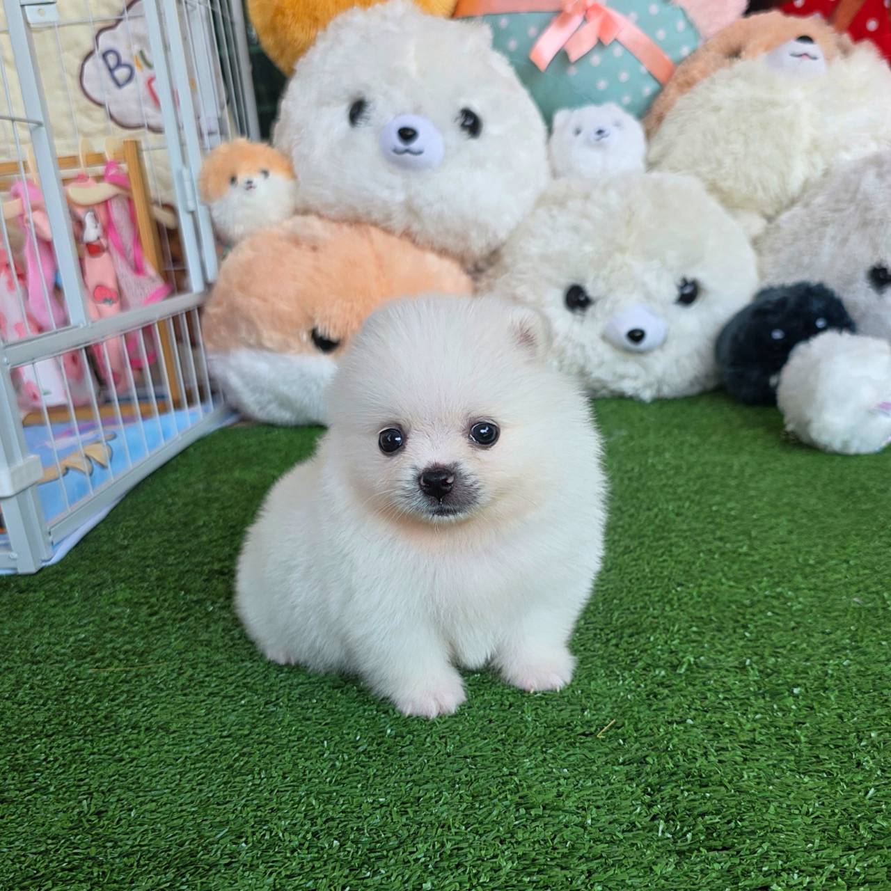 ปอมเมอเรเนี่ยนแท้สีขาวเพศผู้ น่ารักมากๆ White male