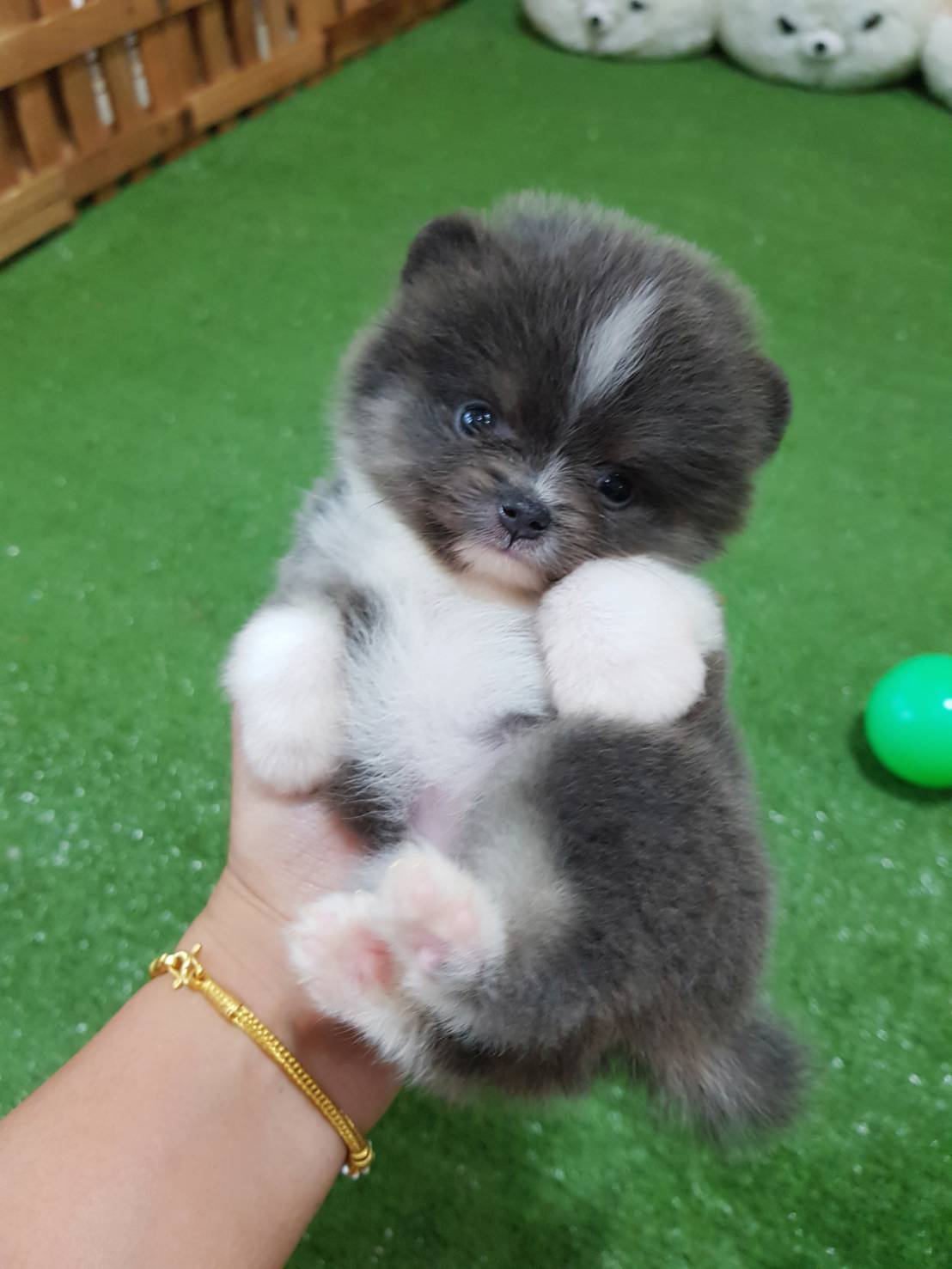 ลูกปอมเมอเรเนึยนแท้ ด.ญ. สีบลู ตาก็ฟ้า จมูกสีบลู