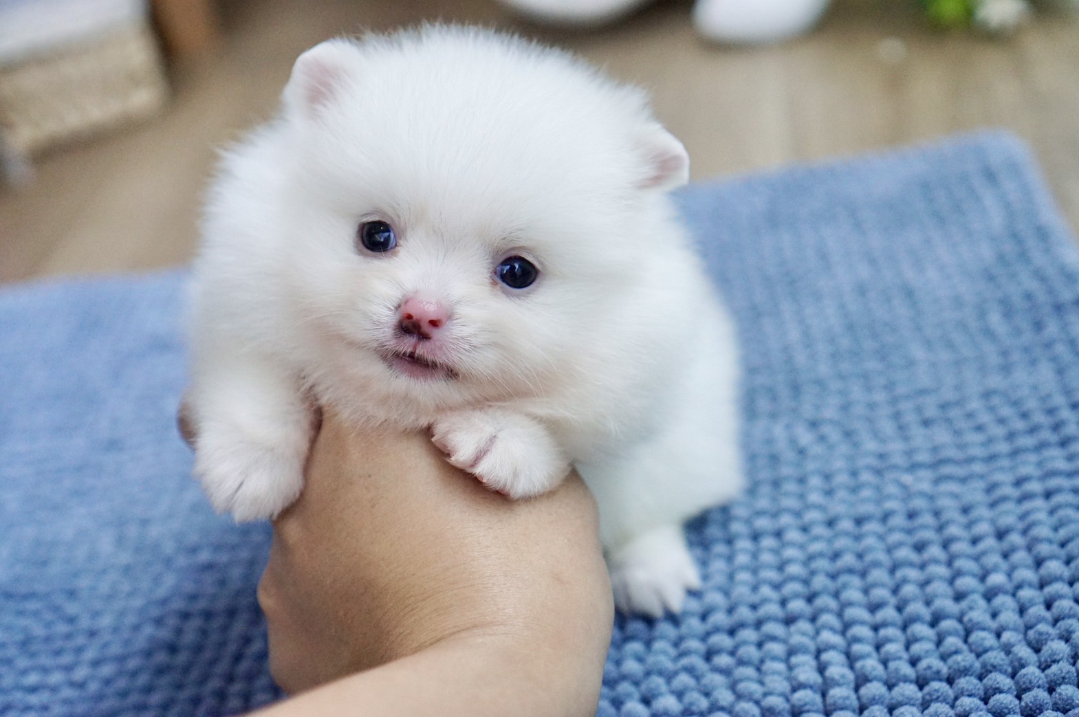 ปอมเมอเรเนี่ยนแท้ สีขาวเพศเมีย น่ารักปุ๊กปิ๊ก White female