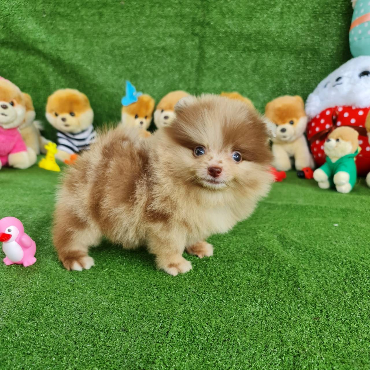 ลูกปอมเมอเรเนียนแท้ ด.ญ.สีช็อคเมอร์ Choco Merie Male