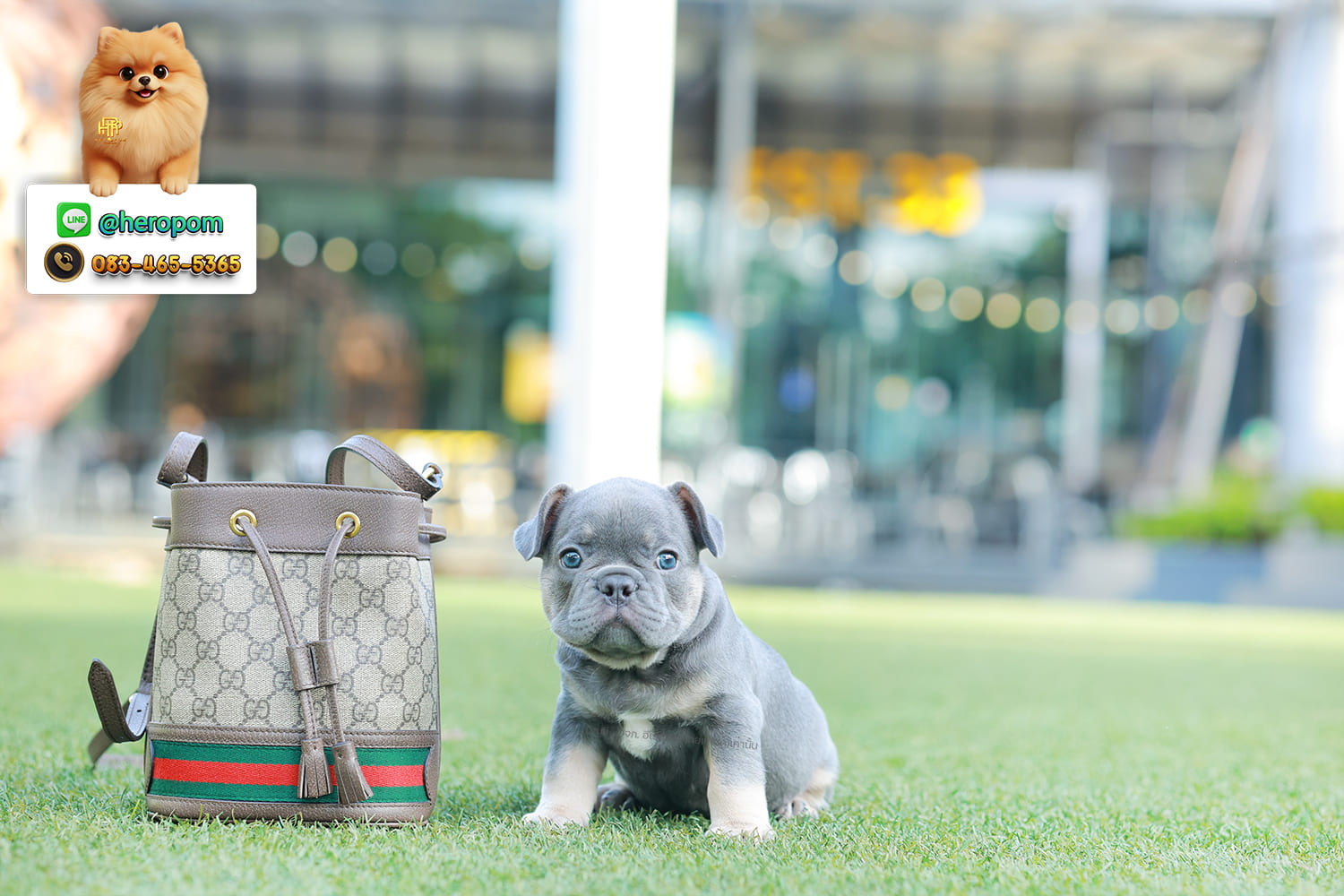 เฟรน บลูด็อก FHM-10955 เพศชาย สี BlueTan ตัวจิ๋วตัวเล็กมาก สีสวย เป็นเจ้าเด็กอ้วนที่จ้ำม่ำน่าอุ้มมาก มีใบรับรองจากสมาคมพัฒนาพันธุ์สุนัข (ใบเพ็ดดีกรีเต็มใบ) ส่งทั่วประเทศ