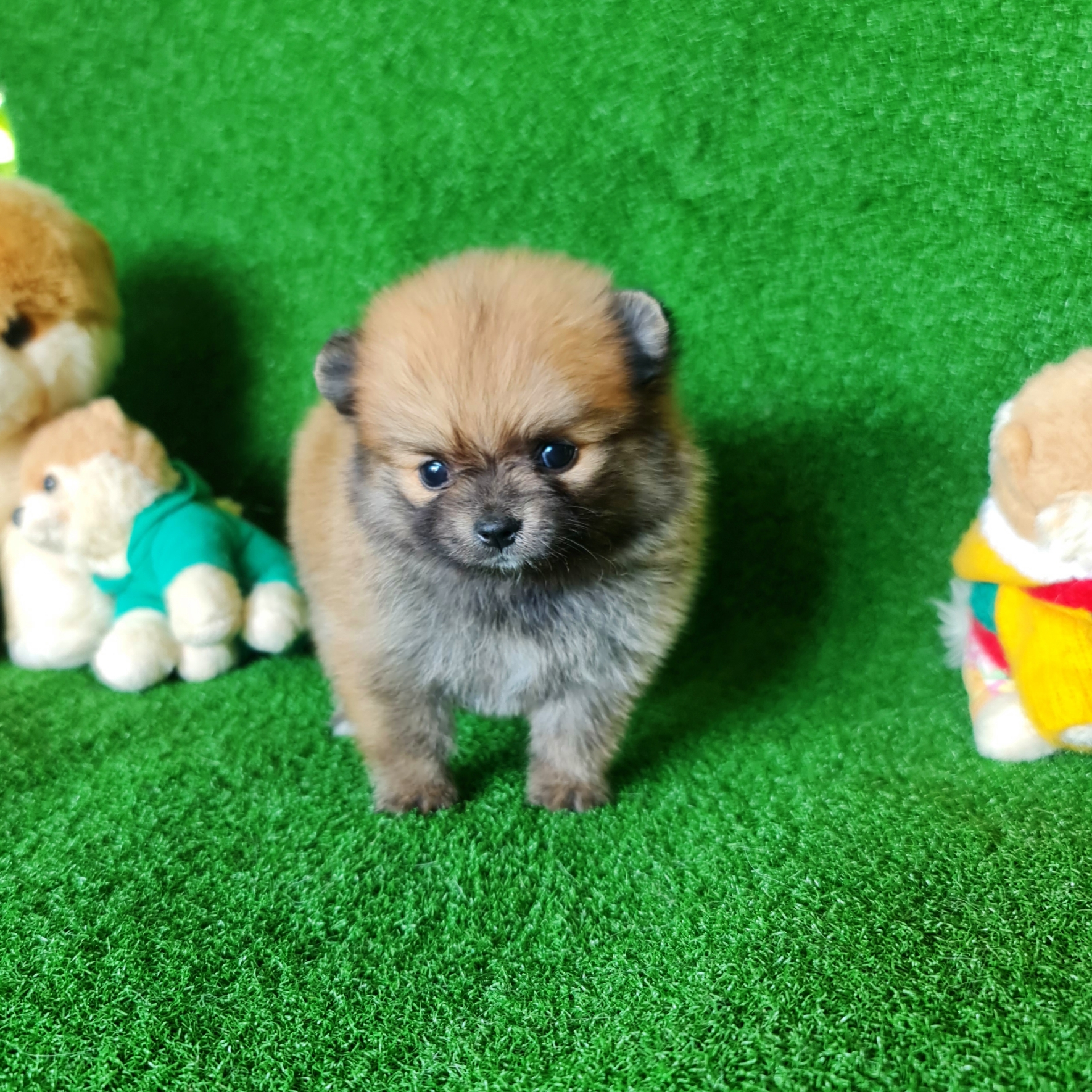 ปอมเมอเรเนี่ยนแท้ ปอมส้มที่ถูกต้องมาแล้ว ลูกสาวน่ารัก Orange seble female