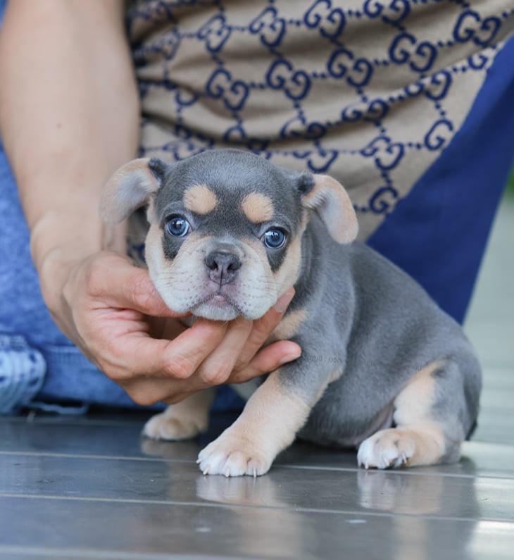 เฟรน บลูด็อก FHF-10958 เพศหญิง สี BlueTan ตัวจิ๋วตัวเล็กมาก สีสวย เป็นเจ้าเด็กอ้วนที่จ้ำม่ำน่าอุ้มมาก มีใบรับรองจากสมาคมพัฒนาพันธุ์สุนัข (ใบเพ็ดดีกรีเต็มใบ) ส่งทั่วประเทศ