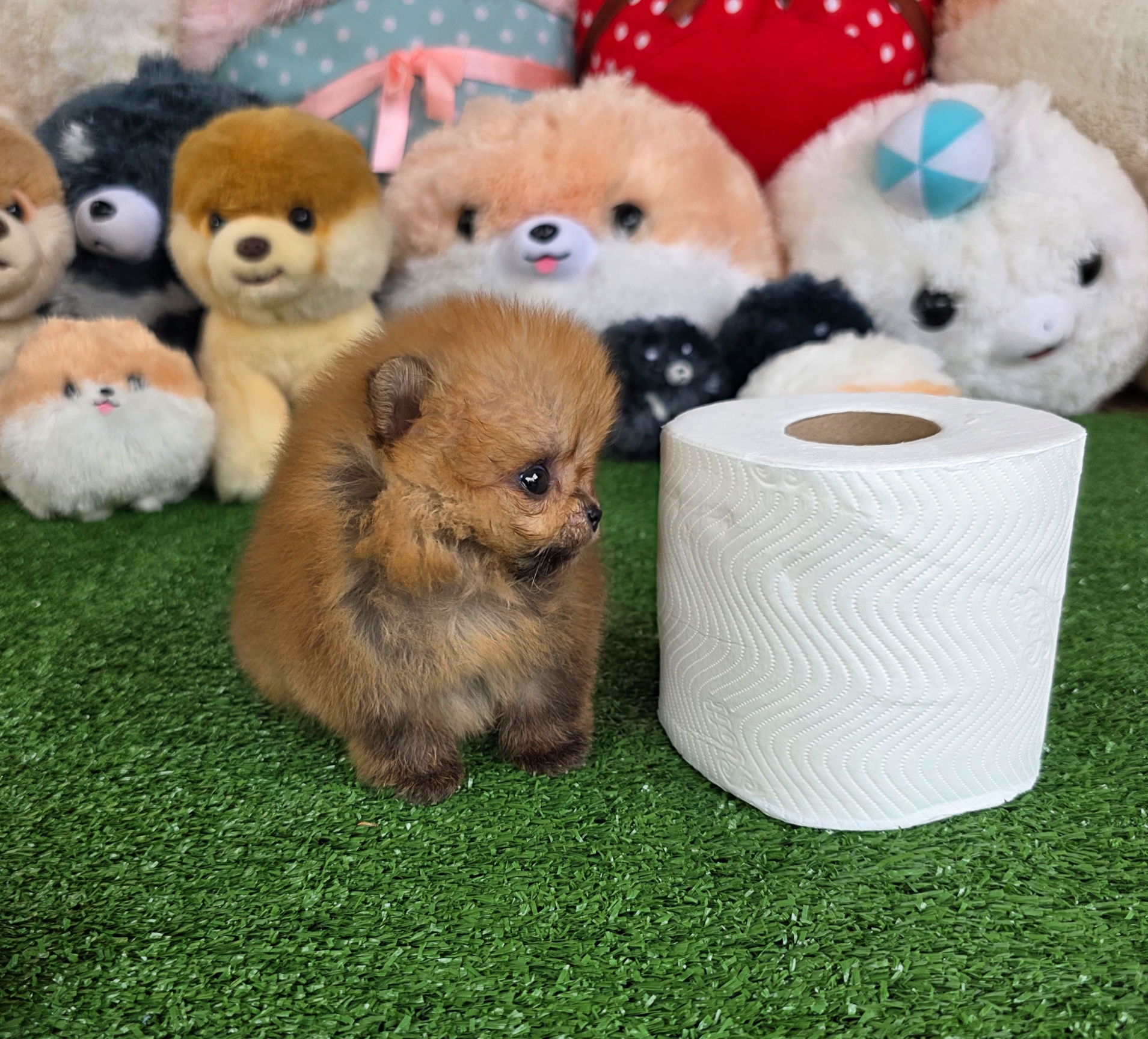 ปอมเมอเรเนี่ยนแท้ จิ๋วมากมินิทีคัพเด็กชาย Orange mini teacup male